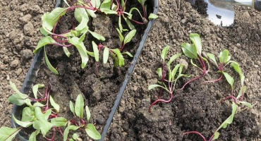 Proč listy řepy zčervenají a co je třeba udělat